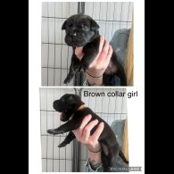 Cane Corso - Both