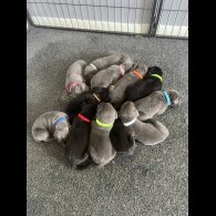 Cane Corso - Both