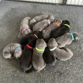 Cane Corso - Both