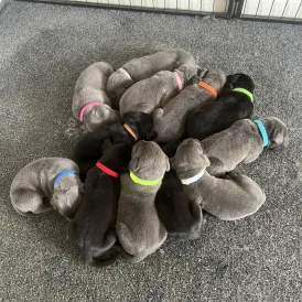 Cane Corso - Both