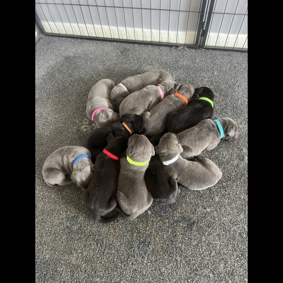 Cane Corso - Both