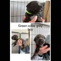 Cane Corso - Both