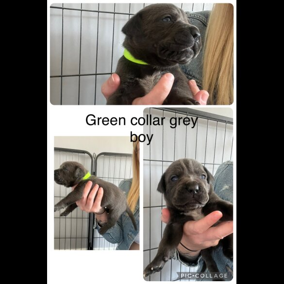 Cane Corso - Both