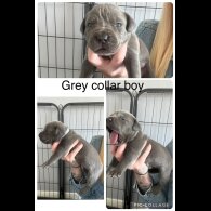 Cane Corso - Both