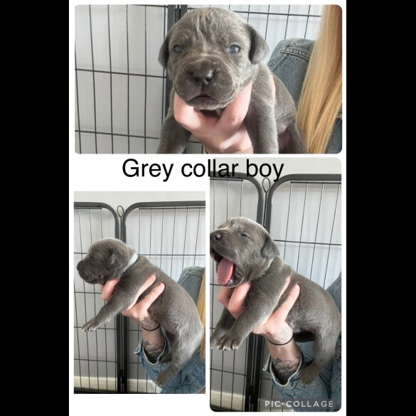 Cane Corso - Both