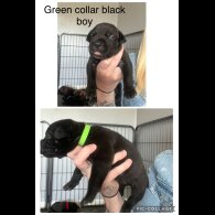 Cane Corso - Both