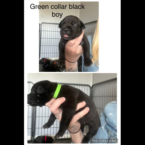 Cane Corso - Both
