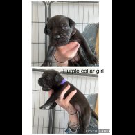 Cane Corso - Both