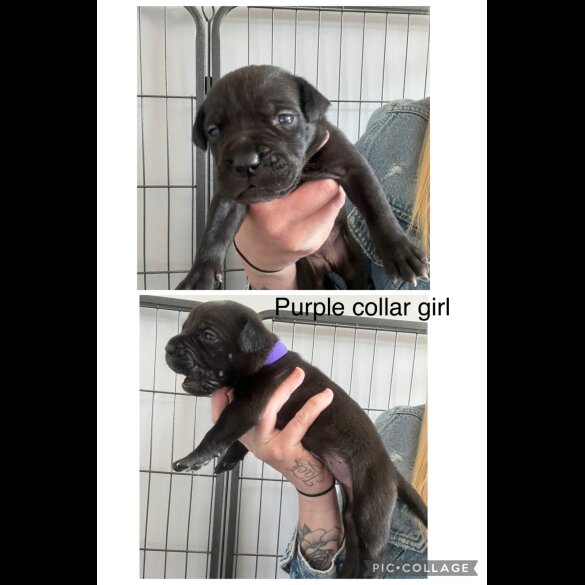 Cane Corso - Both