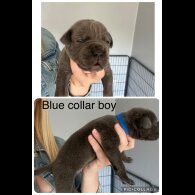 Cane Corso - Both