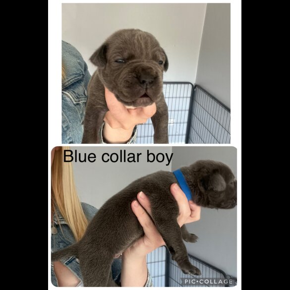 Cane Corso - Both
