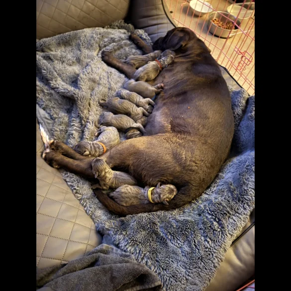 Cane Corso - Both