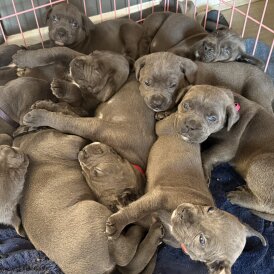 Cane Corso - Both