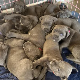 Cane Corso - Both