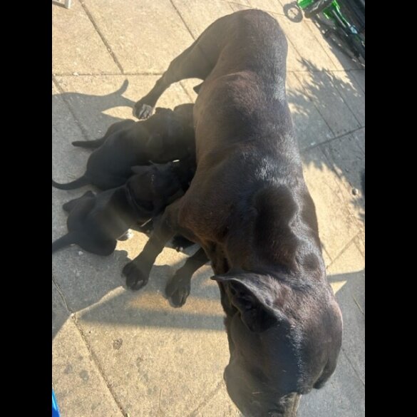 Cane Corso - Both