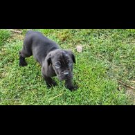 Cane Corso - Both
