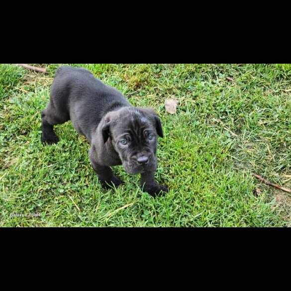 Cane Corso - Both