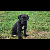 Cane Corso - Both
