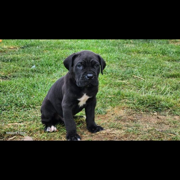 Cane Corso - Both