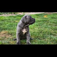 Cane Corso - Both