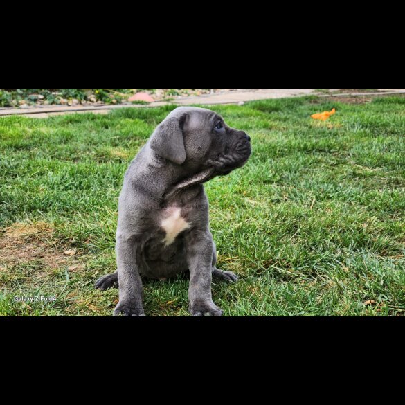 Cane Corso - Both