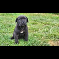 Cane Corso - Both