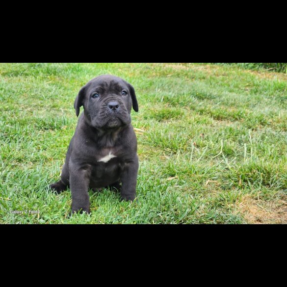 Cane Corso - Both