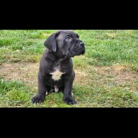 Cane Corso - Both