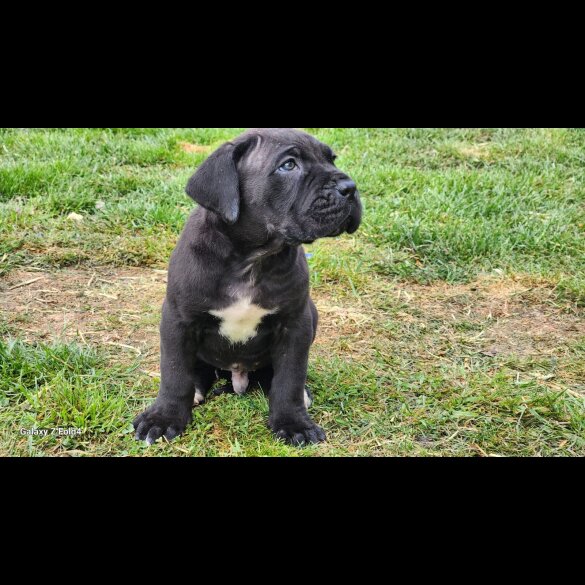 Cane Corso - Both