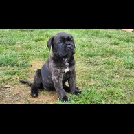 Cane Corso - Both