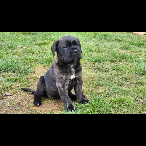 Cane Corso - Both