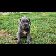 Cane Corso - Both