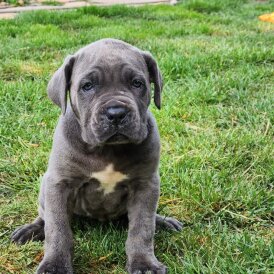 Cane Corso - Both