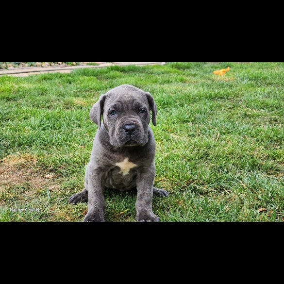 Cane Corso - Both