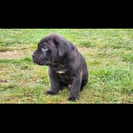 Cane Corso - Both