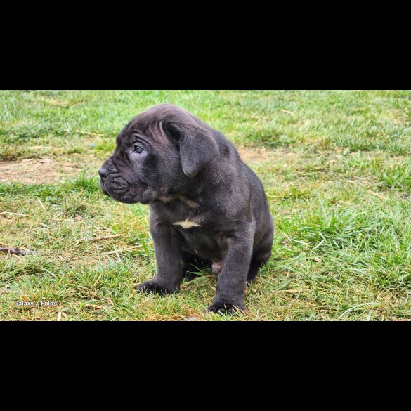 Cane Corso - Both