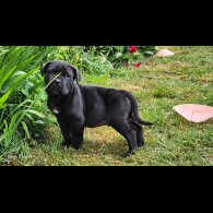 Cane Corso - Both