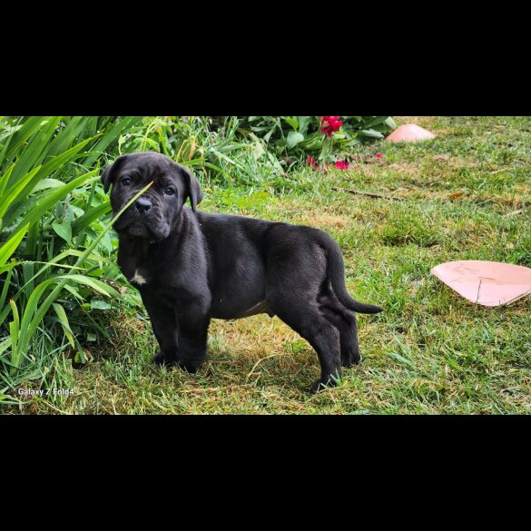 Cane Corso - Both
