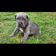 Cane Corso - Both