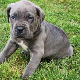 Cane Corso - Both