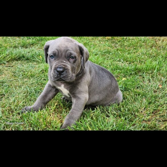 Cane Corso - Both