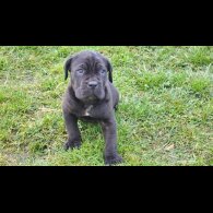 Cane Corso - Both