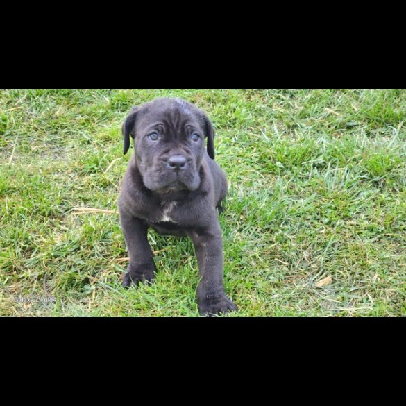 Cane Corso - Both