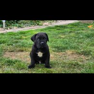 Cane Corso - Both