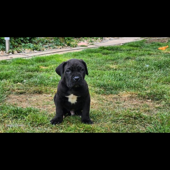 Cane Corso - Both