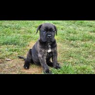 Cane Corso - Both