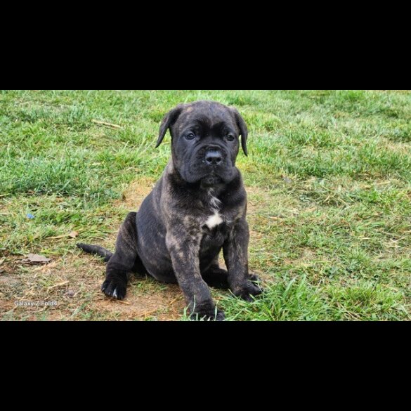Cane Corso - Both