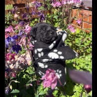 Cane Corso - Both