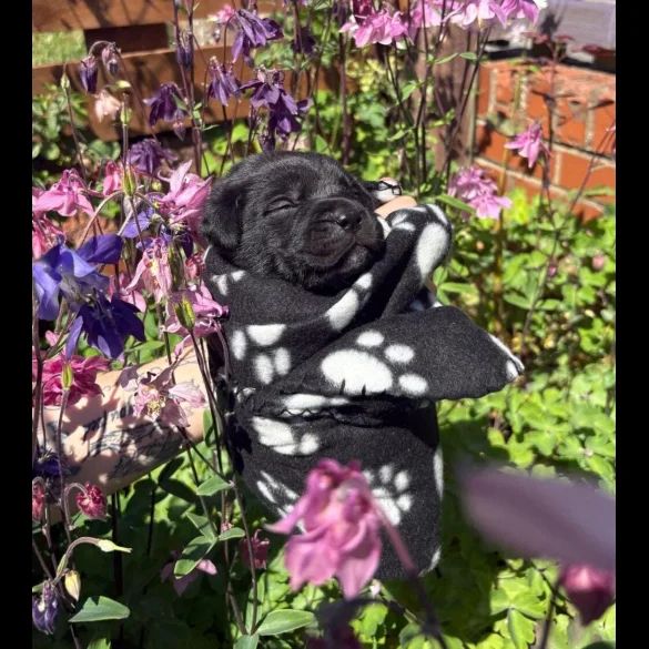 Cane Corso - Both