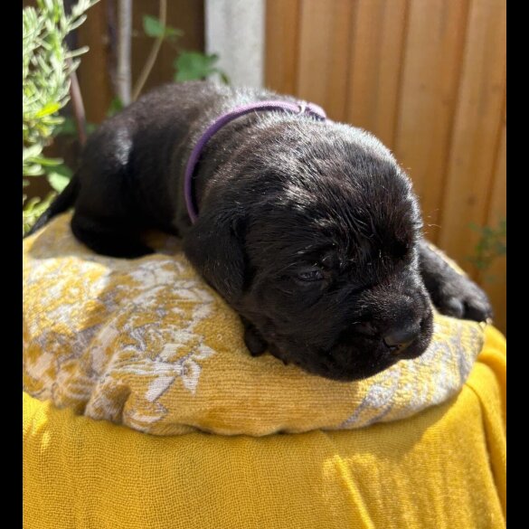 Cane Corso - Both